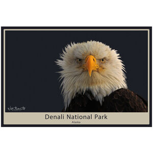Denali National Park Alaska Bald Eagle 
