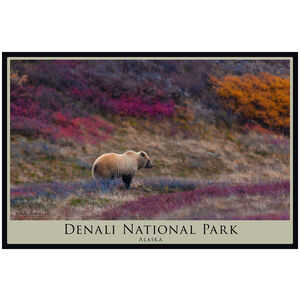 Denali National Park Alaska Blonde Grizzly 