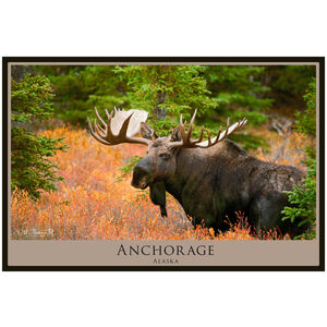 Anchorage Alaska Bull Moose In Bushes 