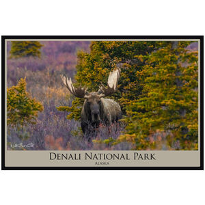 Denali National Park Alaska Denali Bull Moose In Fall 