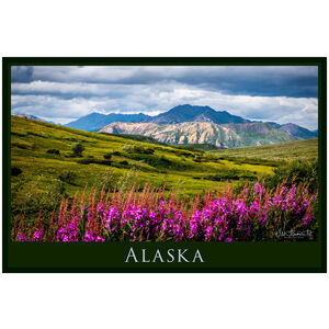 Alaska Denali Fireweed 