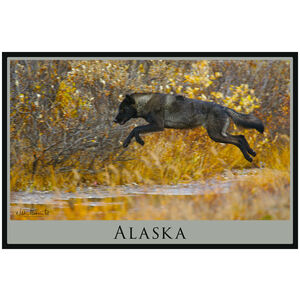 Alaska Denali Wolf Jumping 
