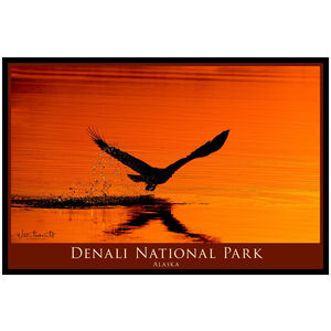 Denali National Park Alaska Eagle Silhouette 