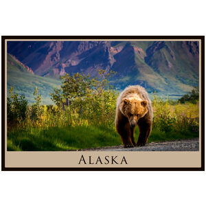 Alaska Standoff Grizzly 