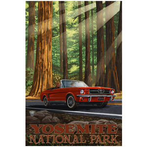 Yosemite National Park Mustang In Redwoods